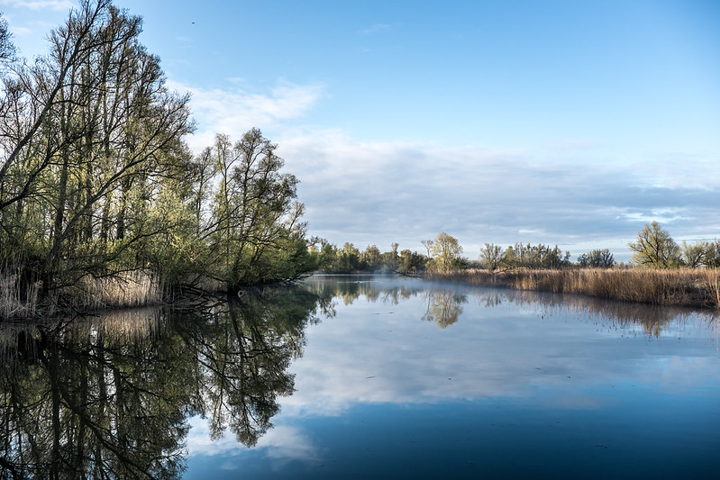 Forest Biesbosch-park