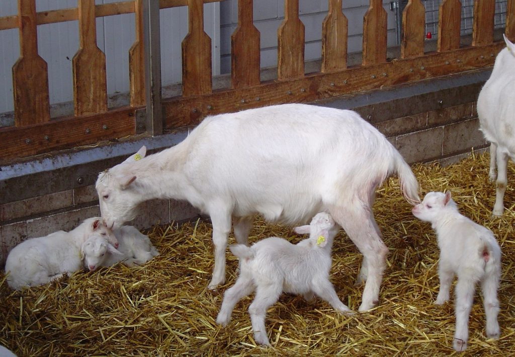 goat-children-farm